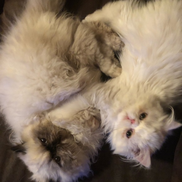 Meet your Posher, Lisa - Picture 3 of 7